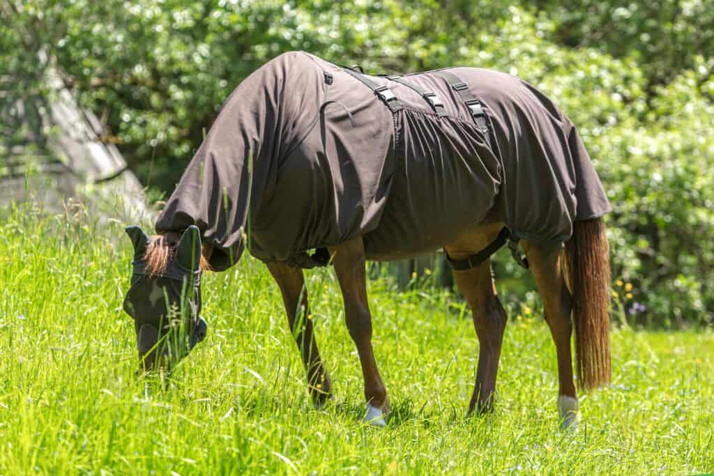 Horse Health: Understanding and Treating Skin Diseases and Inflammations