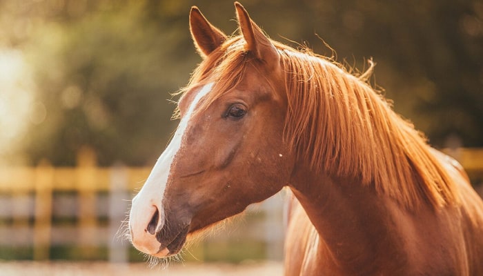 When Do Horses Enter Their Golden Years? The Answer May Surprise You!