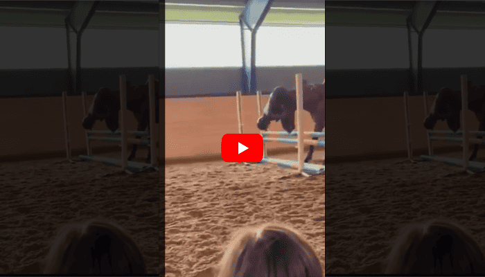 2024's Most Hilarious Horse Jump Fail Goes Viral: Watch What Happens When Obstacles Say 'No'!