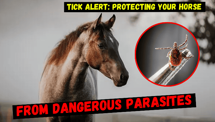 Tick Alert: Protecting Your Horse from Dangerous Parasites