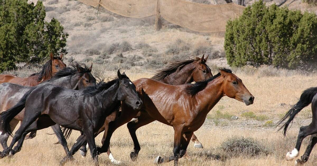 Horse targeted in the United States