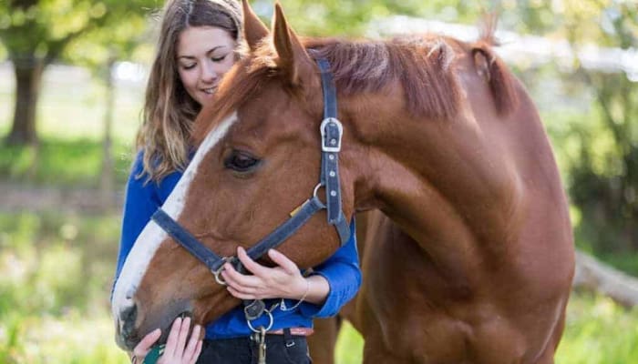 Buying a Horse: Everything You Need to Know to Live Out Your Equestrian Dream