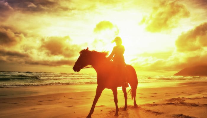 Horses are sensitive to the sun's rays, just like we are, especially during summer.
