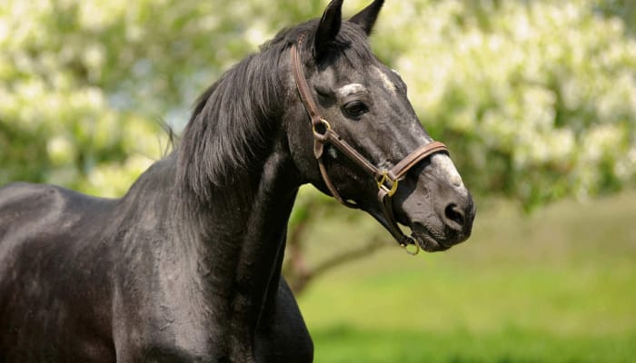 With age, the horse's body changes