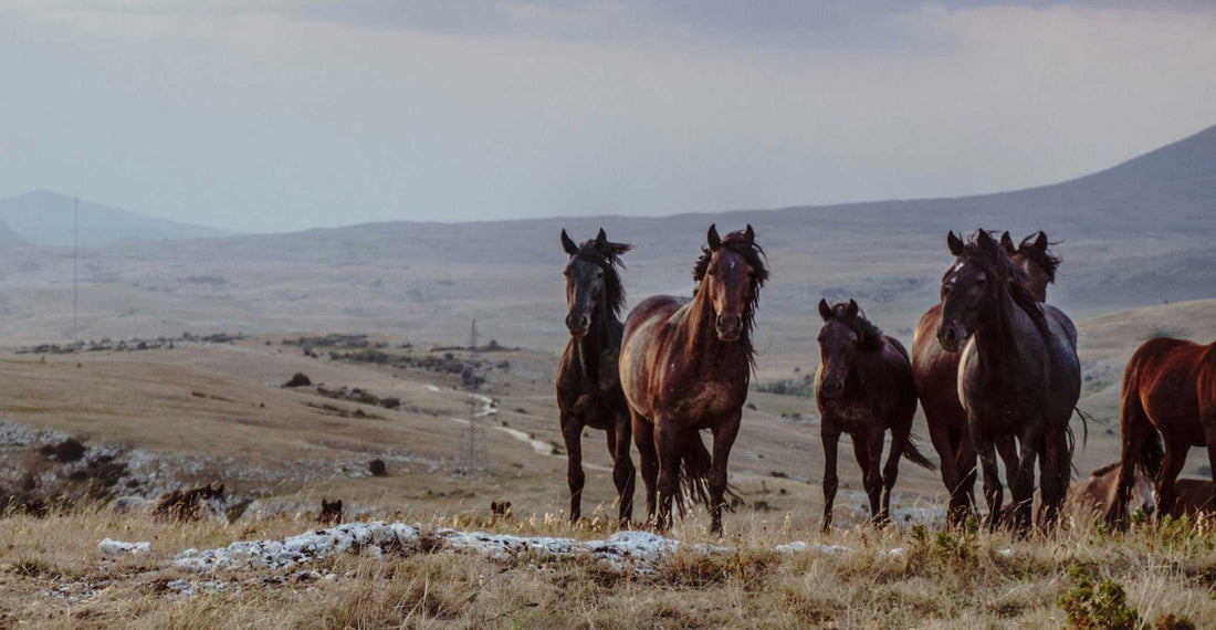 wild horses