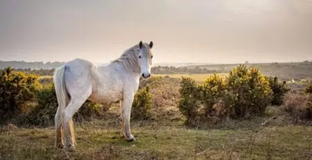 A recent study by archaeologists and historians from the University of Exeter in England shows that horses were just over 4 feet tall in medieval times