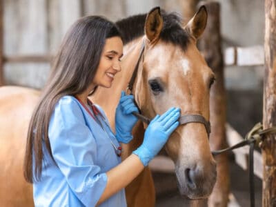 Two new equine cases of infectious anaemia have been detected in South Carolina