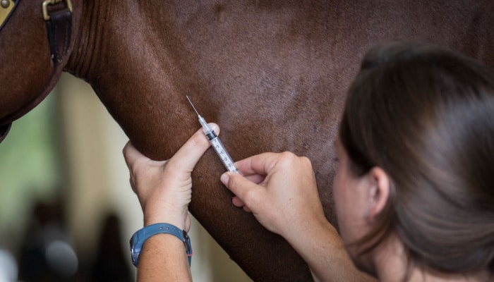 it is important to maintain the same protocols as for an adult horse in terms of vaccination and parasite management.