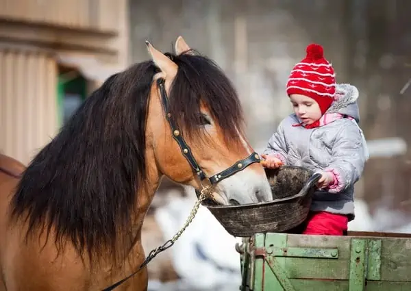 Horseback riding is a practice that can be started at a very young age. As a physical activity, it helps the physical and mental development of the child. The riders of these awakening sessions are called baby riders.