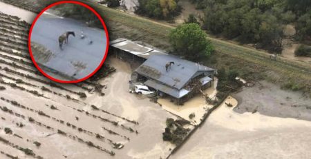 New Zealand Equestrian Federation Launches Appeal for Cyclone Gabrielle Victims, Including Equines