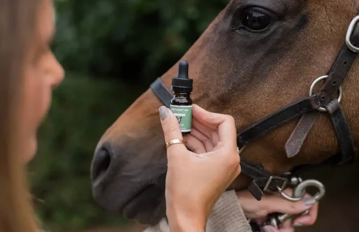 Is CBD a solution for horses with tics ?