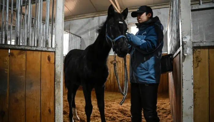 China's Equestrian Industry Gallops Forward with First-Ever Horse Clone, Zhuang Zhuang!