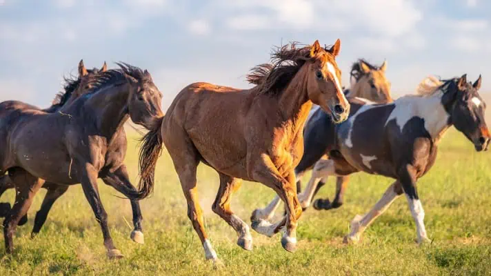 The Untold History of Horses in America: New Study Challenges Western Narrative