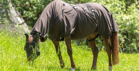 Horse Health: Understanding and Treating Skin Diseases and Inflammations