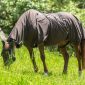 Horse Health: Understanding and Treating Skin Diseases and Inflammations