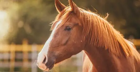 When Do Horses Enter Their Golden Years? The Answer May Surprise You!