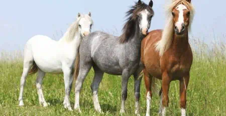 The Versatile Welsh Pony and Cob: A Companion for Every Stage of Life