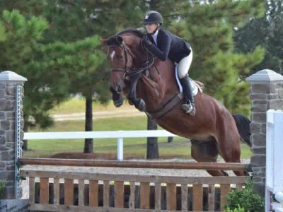 Why Every Equestrian Must Know the Difference Between Hunter Style and Hunter Equitation!