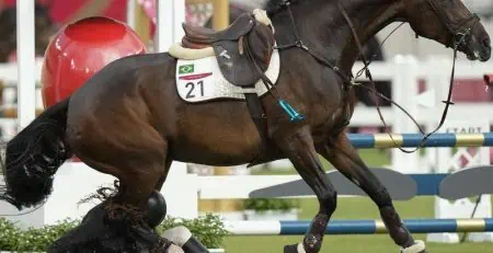 You Won't Believe These Real Stories of Equestrian Safety Fails!